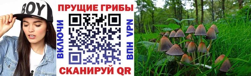 Псилоцибиновые грибы Magic Shrooms  Купить  Александровское 